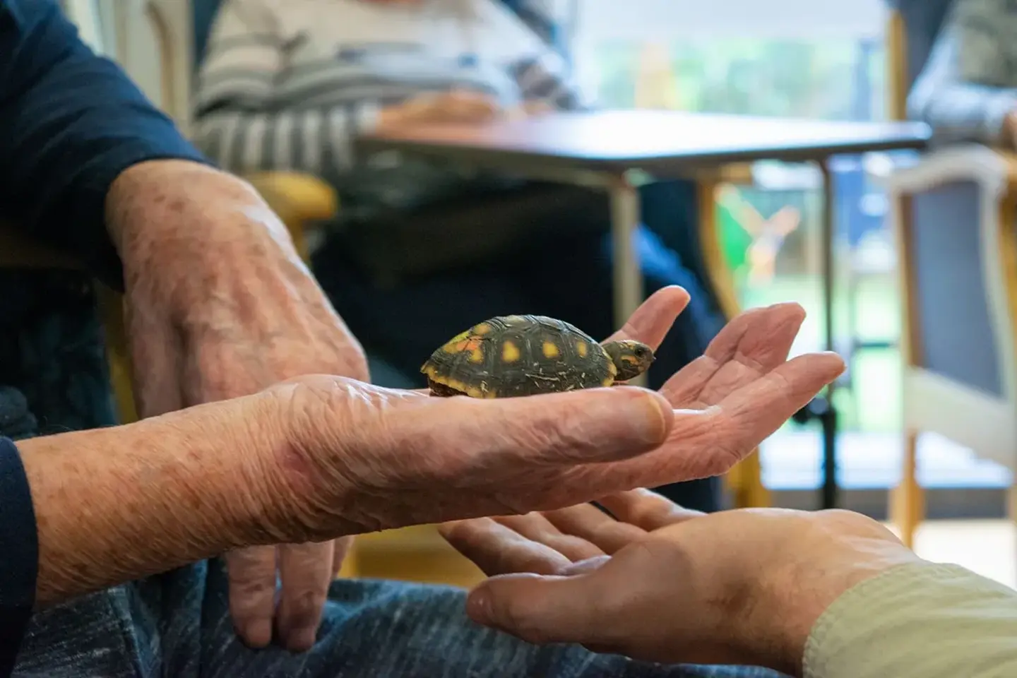 A baby tortoise resting in a resident's open hands.